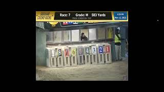 Trackinfo   Race Replays, Greyhounds   Google Chrome 2022 03 12 20 14 22