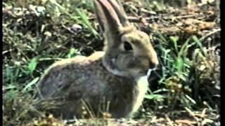 Mortification   Scrolls of the Megilloth