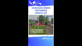 Viral Video Kawanan Bebek Tertabrak Kereta Api, Setidaknya 30 Ekor Mati