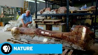 NATURE: RAISING THE DINOSAUR GIANT | David Attenborough & Dinosaur Thighbone | PBS