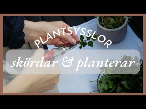 Skördar och binder upp tomater | Balkongodling 2022, del 13