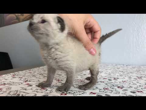 SO CUTE: Kittens Learning to Walk!