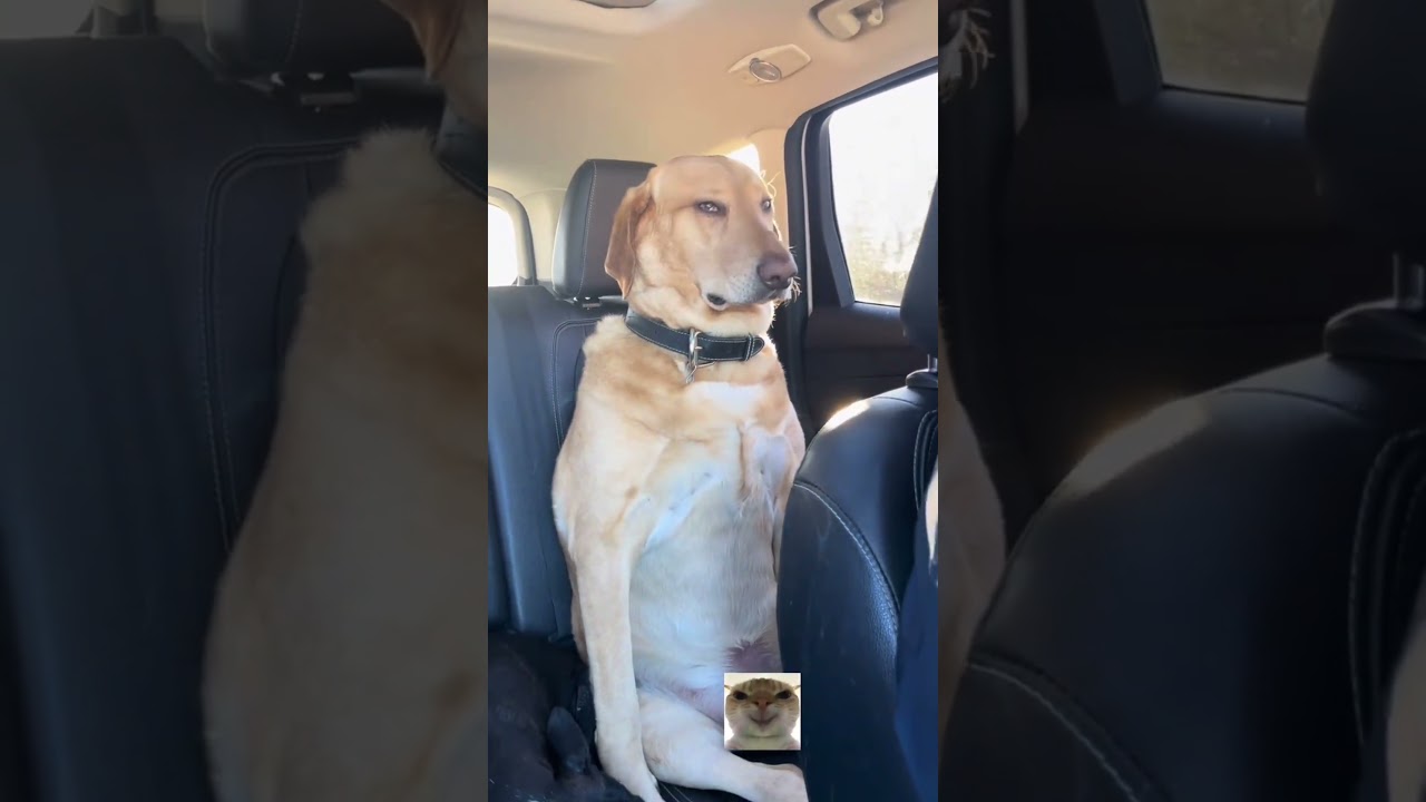 絶対に寝ないもん！ちゃんと見ててwww #犬のいる暮らし #おもしろ犬 #癒やし動画