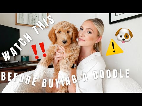 YouTube video about: Are goldendoodles good apartment dogs?