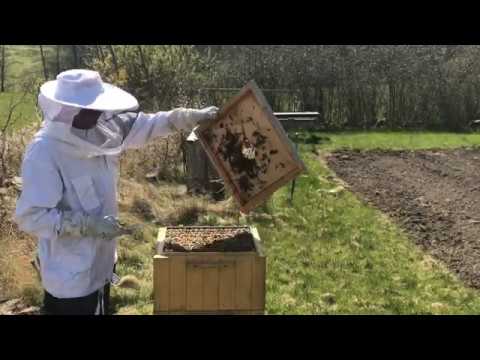 Sätter skattlådor på bikuporna / Putting an extra boxes on the hives