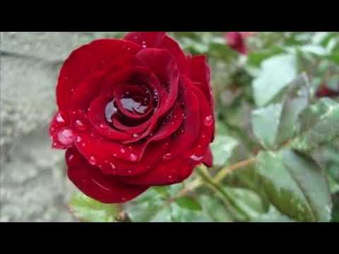 MikeG And Sarajane Sabor A Mi