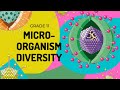 Mico Organism Diversity How To Identify Them
