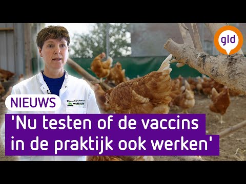 , title : 'Helpt vaccineren van kippen tegen verspreiding vogelgriep?'