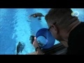 Surviving the Cut - One Man Confidence Swim | Special Forces Diver