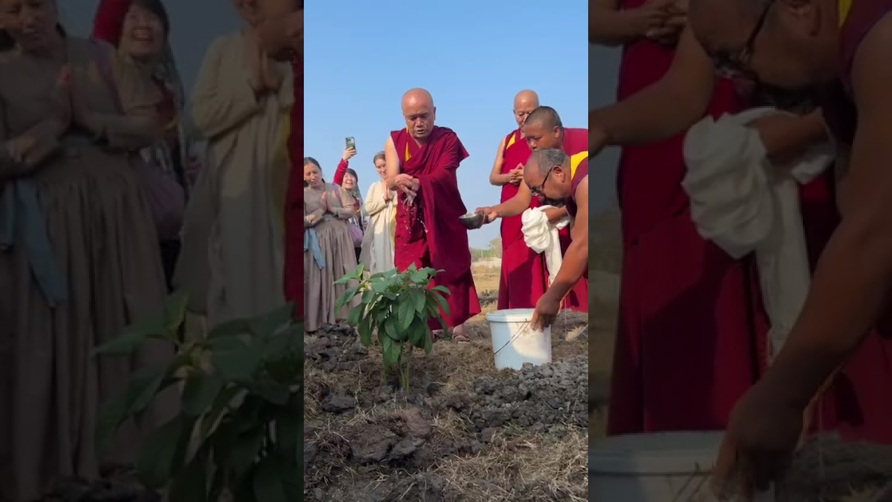 130 Trees Planted at Drepung Loseling Tsangpa Khangtsen, India