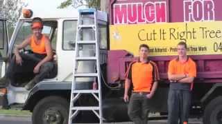 preview picture of video 'TREE REMOVAL SERVICE IN MORNINGTON'