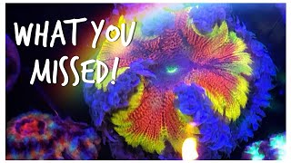 What You Missed! - Corals of MACNA 2019