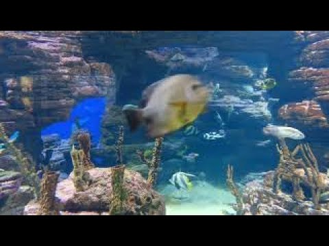 Позитивная музыка (Гавайская Гитара)