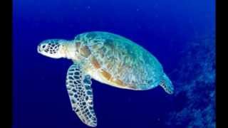 Far from  Turtle　Bob James