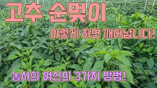 고추 순멎이를 깨어나게 하는 농사의 여신표 고추농사 잘 하는 법!!