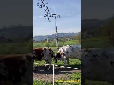 , title : 'Bò Thụy Sĩ được chăm sóc tốt to béo không tưởng,Schweizer Kuh Swiss Beef,nông nghiệp Thụy Sĩ #shorts'