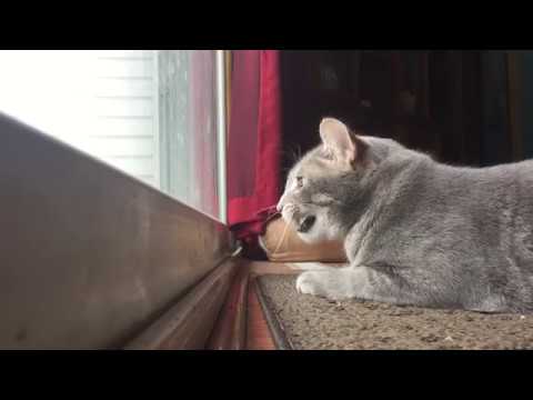 My cat mumbles to himself while hunting birds on the patio.