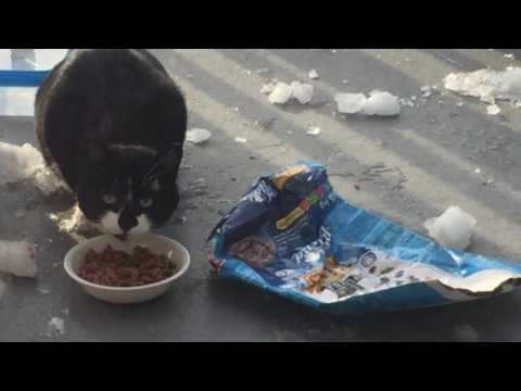 Roshni's Neighbourhood Cat Rescue Initiative