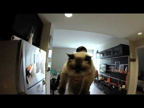 Cat Dancing on Hoverboard