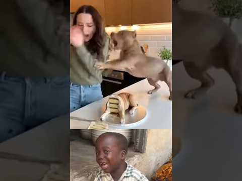 time for birthday dog #funny