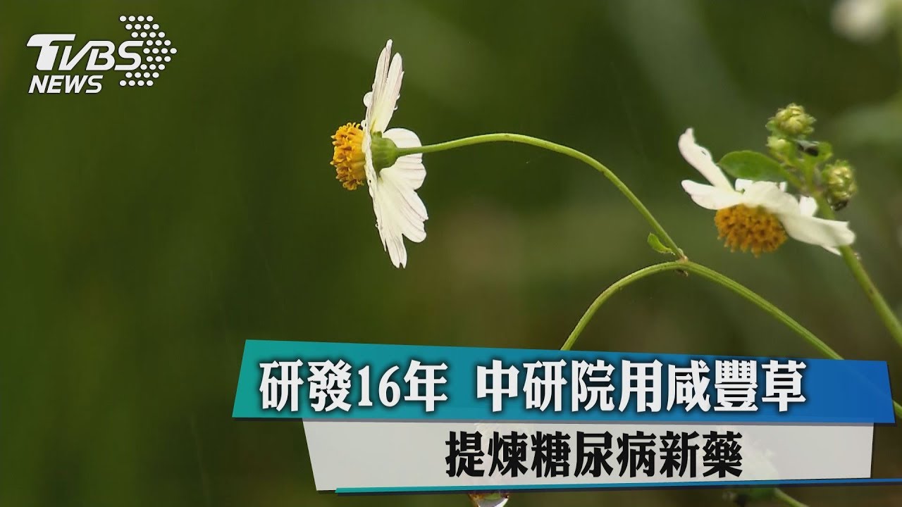 研發16年!中研院用「咸豐草」提煉糖尿病新藥