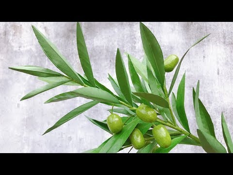 ABC TV | How To Make An Olive Branch Paper | Flower Die Cuts - Craft Tutorial