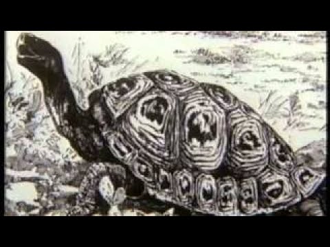 How Mendel's pea plants helped us understand genetics - Hortensia Jiménez Díaz