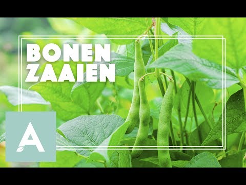 , title : 'Bonen zaaien! - Grow, Cook, Eat #31'