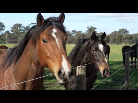 27 Euroa-Shepparton Road, Euroa, Shepparton, 4 ਕਮਰੇ, 2 ਬਾਥਰੂਮ, Lifestyle Property