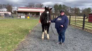 Cheery Acres November 2024 Novice Showmanship #16 Brandi Sturdivant & Kupid Shuffle
