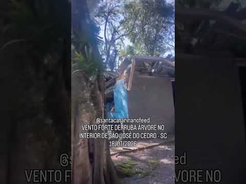 As fortes rajadas de vento registradas neste sábado 18 provocaram a queda de uma árvore na Ass