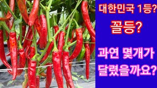 고추가 1등일까  꼴등일까요?~ 고추병충해 총채벌레 홍고추 주말농장 텃밭 귀농,귀촌