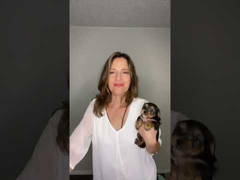 What do I feed my dog to really keep him healthy? Dog food tips!