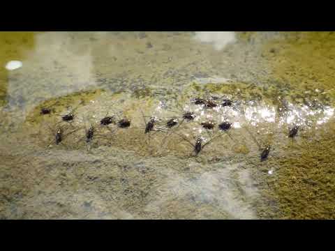 Baby Water Strider Molting Party