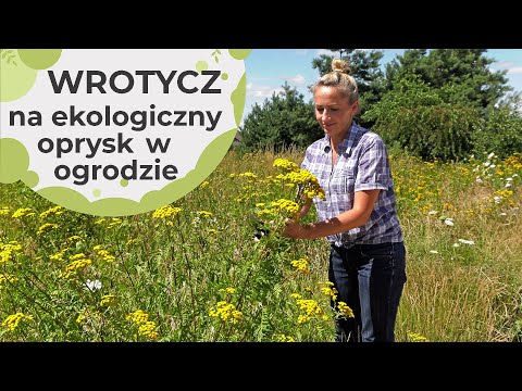 Wrotycz - zastosowanie w ogrodzie. Ekologiczny oprysk na szkodniki - pędraki, drutowce, nicienie.