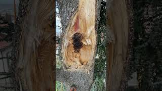 Lacey Sturm - Mercy Tree (OFFICIAL MUSIC VIDEO)