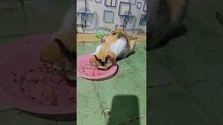 Download lagu pregnant mother Umin eats a lot mp3