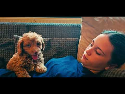 Cavapoo puppy for sale