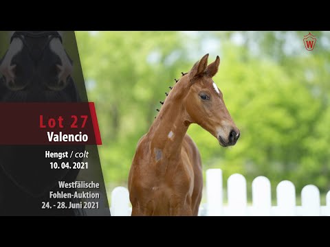 Westfälische Fohlen-Auktion Lot 27 Valencio Hengst v. Valverde - Florencio I