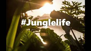 Nyk nyk - #Jungle life Nyk nyk - #Jungle life