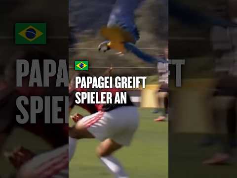 Video Thumbnail: Kuriose Szene in Brasilien: Wilder Papagei greift Spieler an