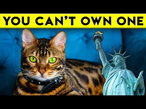 Amazing Facts about Bengal Cats - What You Need To Know!