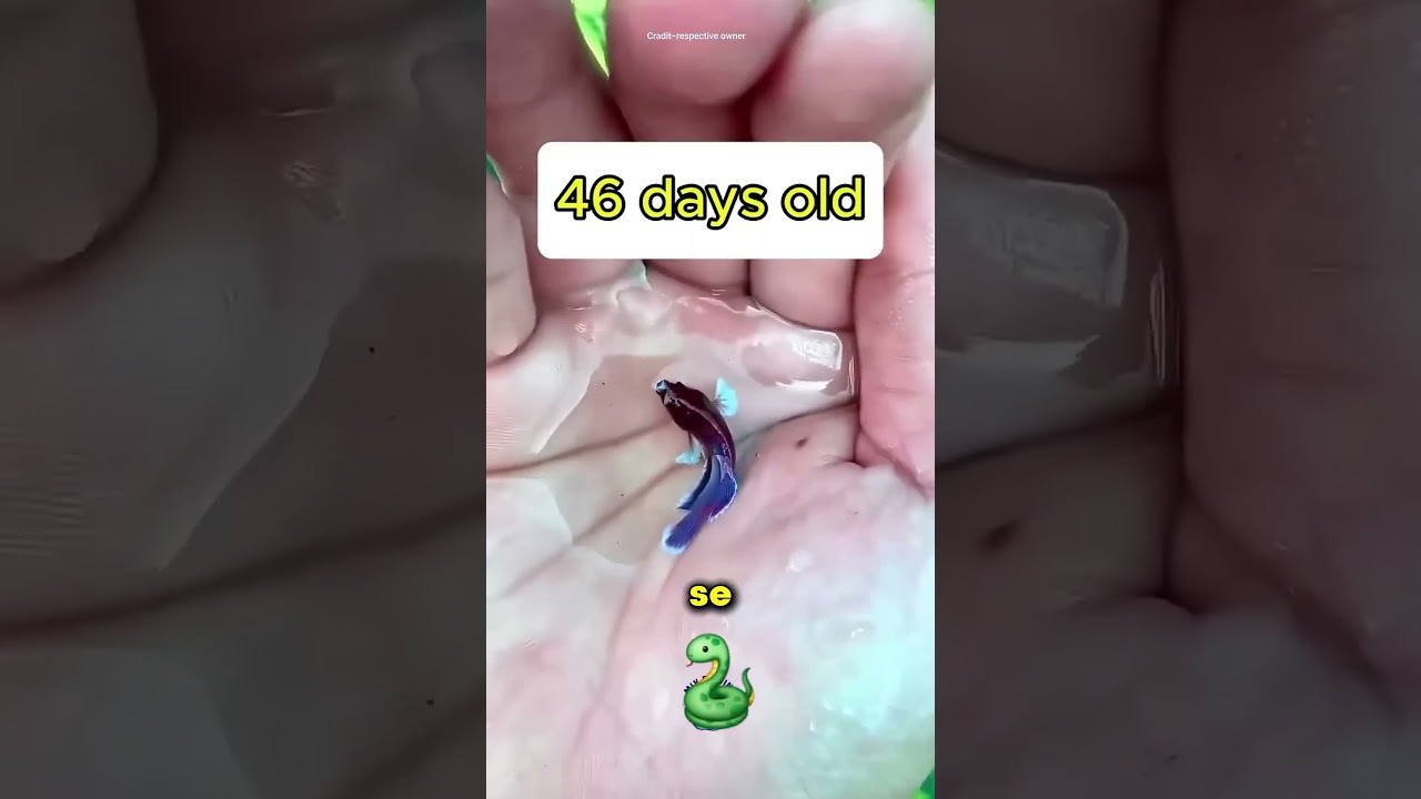 Así Crece Un Pez Serpiente En 128 Días 😮