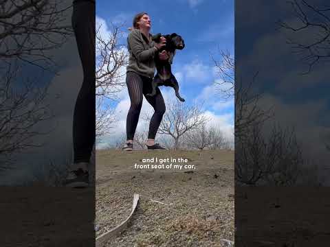 Stray Dog Runs After Woman's Car And Asks To Be Rescued | The Dodo