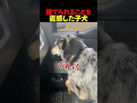 捨てられることを直感した子犬