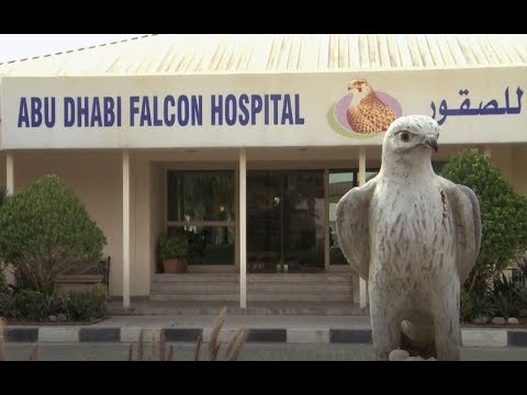 Voluntourism: The Abu Dhabi Falcon Hospital