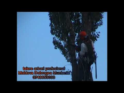 taiere arbori cimitir Buzau Braila Galati