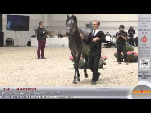 N.14 AMIRO - Berlin Cup S-Show Werder 2015 - Stallion 4-6 years old (Class 12)