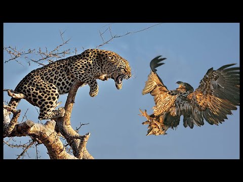 Unbelievable Leopard Catches Bird In The Tree