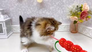 マンチカンの動画01